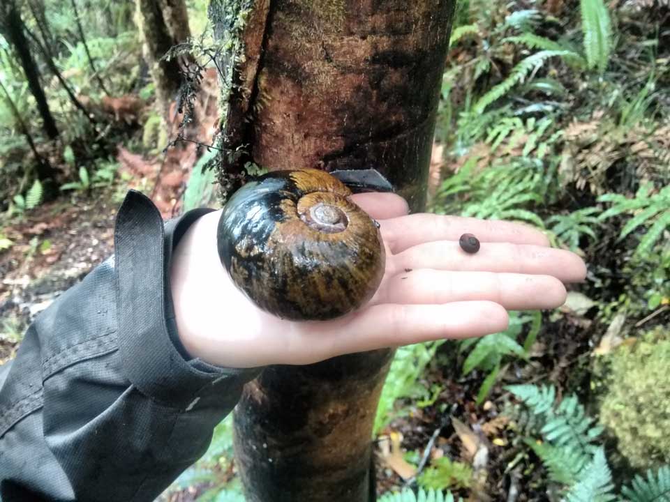 Adult and young kauri snail - pupurangi