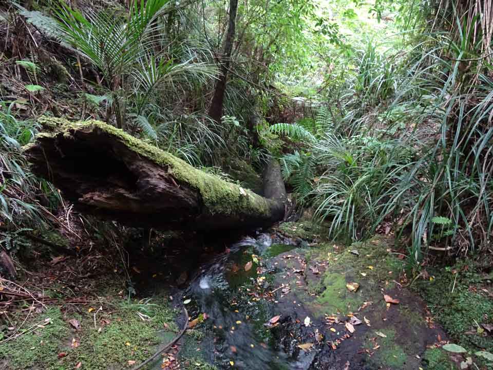 Fallen log at the Pupu Rangi nature Sanctuary