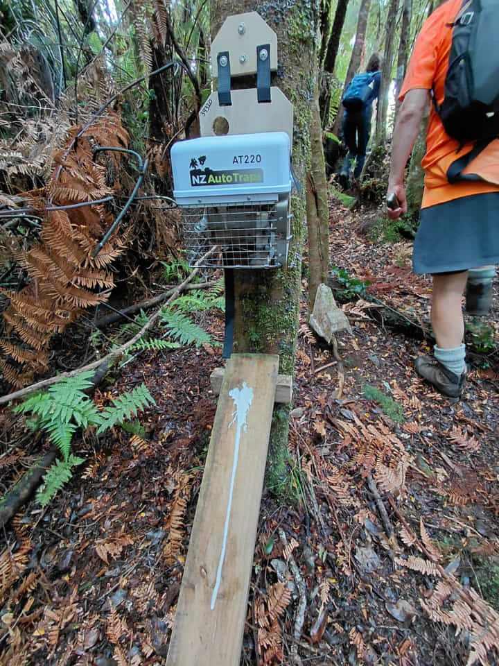 Instant kill automatic trap used for predator control at Pupu Rangi Nature Sanctuary, New Zealand